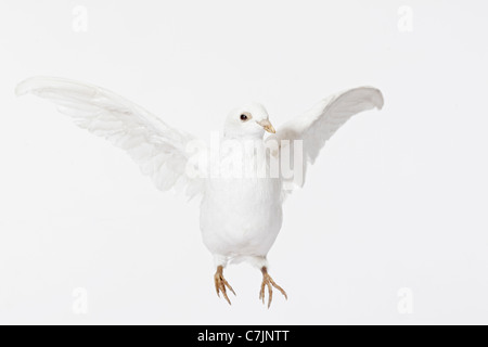 Close up of white dove flying Stock Photo
