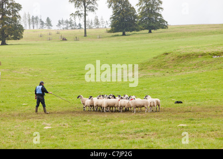 A shepherd entrant competing at the World Sheep Dog Trials at Lowther, Penrith, Cumbria, UK. Stock Photo