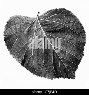 Close up of heart shaped leaf