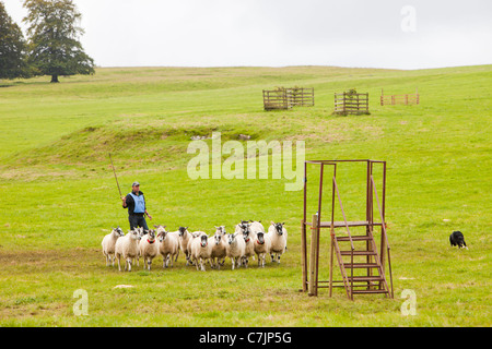 A shepherd entrant competing at the World Sheep Dog Trials at Lowther, Penrith, Cumbria, UK. Stock Photo