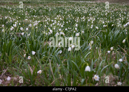 Frühlings-knotenblume Stock Photo
