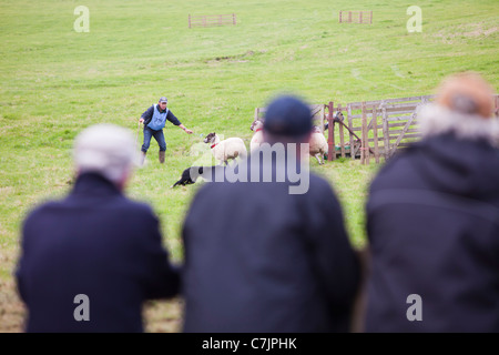 A shepherd entrant competing at the World Sheep Dog Trials at Lowther, Penrith, Cumbria, UK. Stock Photo