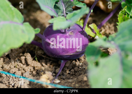 Kohlrabi (German turnip) (Brassica oleracea Gongylodes group) Stock Photo