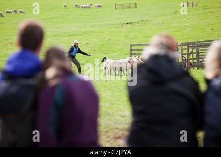 A shepherd entrant competing at the World Sheep Dog Trials at Lowther, Penrith, Cumbria, UK. Stock Photo