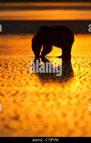 Brown / Grizzly Bear looking for clams at sunrise, Lake Clark National Park, Alaska. Stock Photo