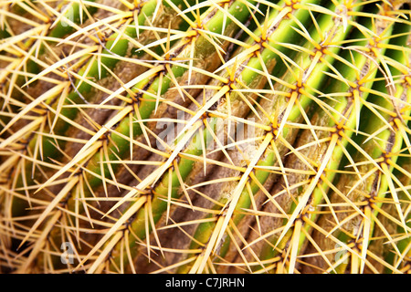Golden barrel cactus close-up (Echinocactus grusonii) Stock Photo