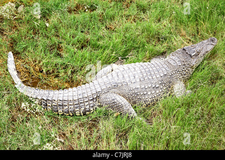 Big crocodile lying in the green grass Stock Photo