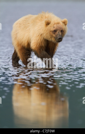 Brown / Grizzly Bear digging for clams, Lake Clark National Park, Alaska. Stock Photo