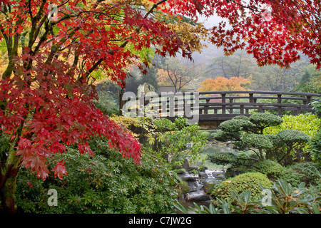 Japanese Maple Trees by the Bridge in Fall Foggy Morning Stock Photo