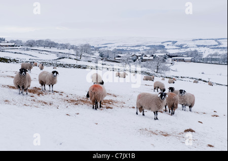 Cold snowy winter day & flock of sheep high on exposed hillside field, standing in white snow, some eating hay - Ilkley Moor, Yorkshire, England, UK. Stock Photo