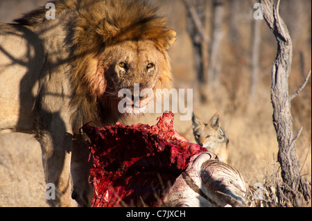  LION  WITH ZEBRA KILL ETOSHA PARK NAMIBIA A JACKAL LOOKS ON 