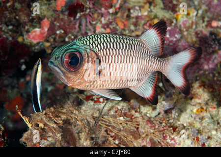 Shadowfin Soldierfish, Myripristis adusta, being cleaned by a Bluestreak Cleaner Fish, or Cleaner Wrasse, Labroides dimidiatus Stock Photo