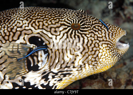 Map Puffer Fish, Arothron mappa, being cleaned by two juvenile Bluestreak Cleaner Fish, or Cleaner Wrasse, Labroides dimidiatus Stock Photo