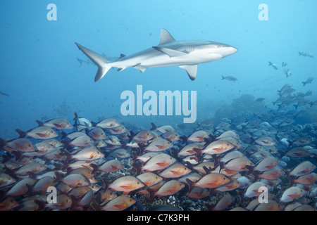 White tip reef shark over school of fish Stock Photo