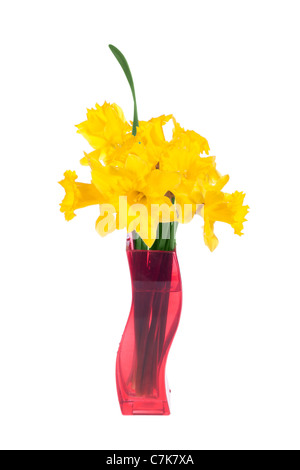 yellow daffodils in the red flowerpot, on white Stock Photo