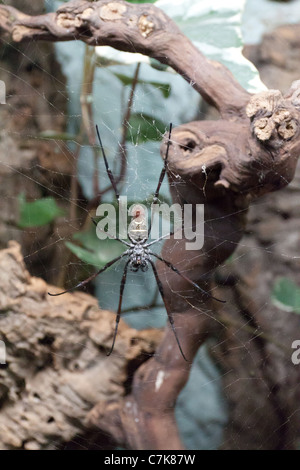 spider sitting on a spiderweb Stock Photo