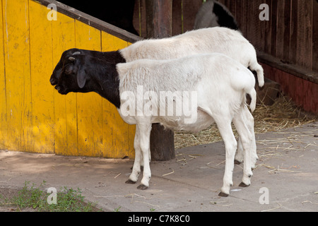 two goats standing in the yard Stock Photo