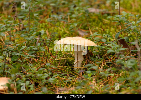 Gypsy Mushroom Stock Photo