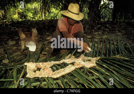 Alligator Cayman Pantanal Matogrossense Brazil Stock Photo - Alamy