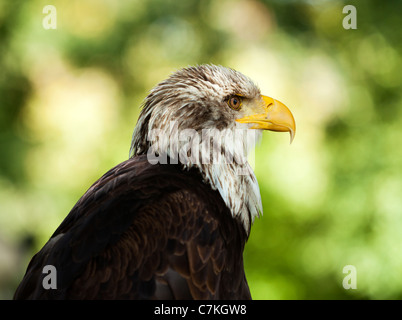 bald eagle portrait side view Stock Photo