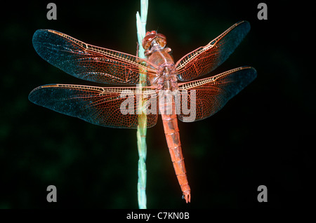 Flame / firecracker / big red skimmer dragonfly (Libellula (=Belonia) saturata: Libellulidae) teneral male beside lake, Utah USA Stock Photo