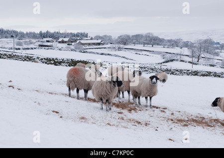 Cold snowy winter day & flock of hardy sheep high on exposed rural hillside field, standing in white snow & hay - Ilkley Moor, Yorkshire, England, UK. Stock Photo