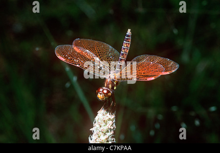 Eastern amberwing dragonfly (Perithemis tenera: Libellulidae) female, Georgia, USA Stock Photo