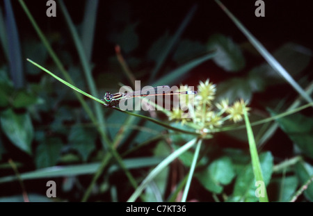 Rambur's forktail damselfly (Ischnura ramburii: Coenagrionidae) male, Florida, USA Stock Photo