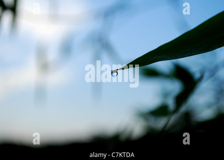 Dew drop on blade of Fescue grass, close-up Stock Photo