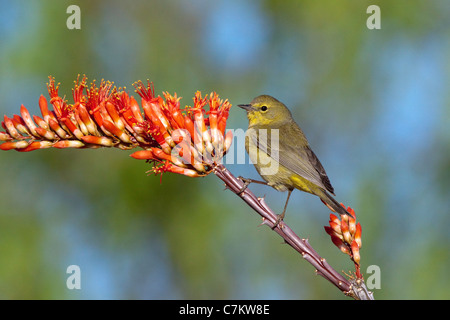 Orange-crowned Warbler Vermivora celata Amado, Santa Cruz County, Arizona, USA Adult on Ocotillo (Fonquieria splendens). Stock Photo