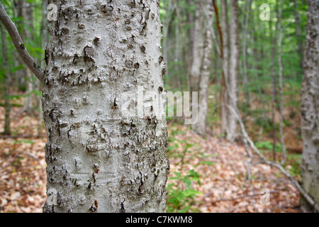 Beech bark disease on American beech tree (fagus grandifolia) in the area of Potash Mountain in the White Mountains, NH USA Stock Photo