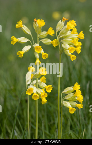 Cowslip ( Primula veris) Stock Photo
