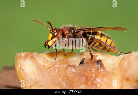 Hornet eats windfalls (Vespa crabro) Stock Photo