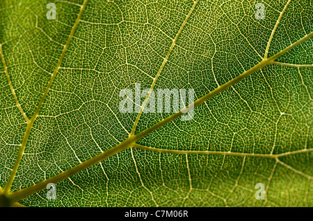 Grape leaf texture Stock Photo