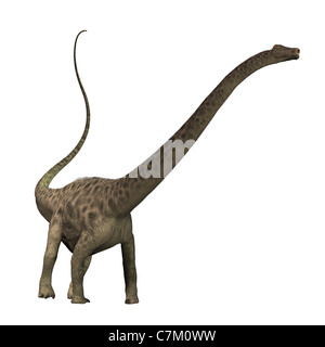 The Diplodocus dinosaur was a herbivore sauropod of the Jurassic Period of Earths history. Stock Photo