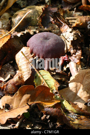 Amethyst Deceiver Fungus, Laccaria amethystina, Hydnangiaceae.