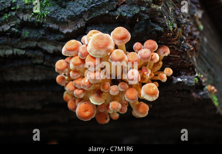Brick-Red Hypholoma Fungus or Brick Tuft Hypholoma, Hypholoma sublateritium, Strophariaceae Stock Photo