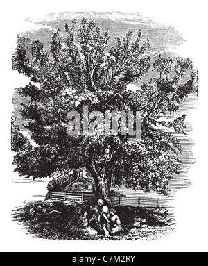 Eastern Black Walnut or Juglans nigra, vintage engraved illustration. Trousset encyclopedia (1886 - 1891). Stock Photo