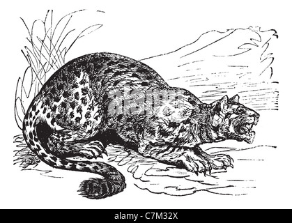 Oncilla or Little Spotted Cat or Tigrillo, vintage engraved illustration. Trousset encyclopedia (1886 - 1891). Stock Photo