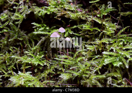 Small Delicate Pink Angel's Bonnets, Mycena sp., Mycenaceae. Growing on a Dead Log with Club Mosses.