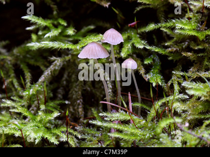 Small Delicate Pink Angel's Bonnets, Mycena sp., Mycenaceae. Growing on a Dead Log with Club Mosses.