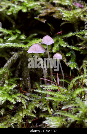 Small Delicate Pink Angel's Bonnets, Mycena sp., Mycenaceae. Growing on a Dead Log with Club Mosses.