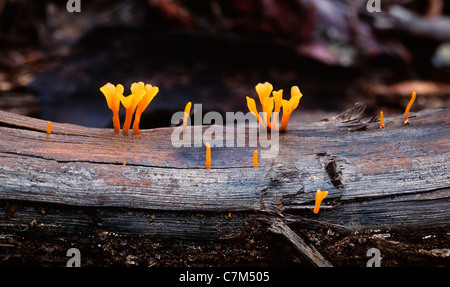 Tropical fungi growing on the forest floor, Mulu National Park, Sarawak, Borneo, East Malaysia Stock Photo