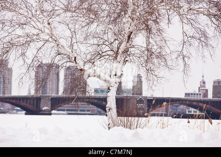 Birch tree on the esplanade with Charles River and Longfellow Bridge in the background, Boston, Massachusetts, USA Stock Photo