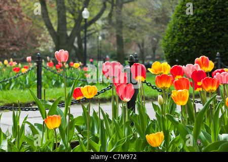Tulips and walkway in the Boston Public Garden, Boston, Massachusetts, USA Stock Photo