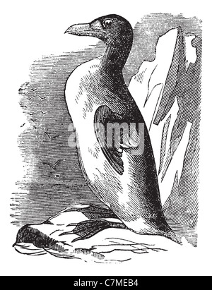 Great Auk (Alca impennis), vintage engraved illustration.Trousset encyclopedia (1886 - 1891). Stock Photo