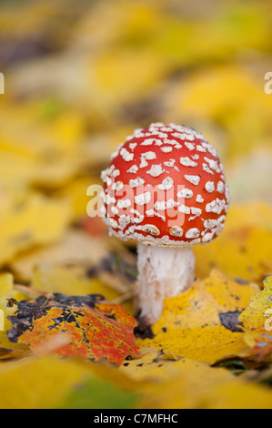 Amanita muscaria, Fly agaric mushroom growing amongst fallen golden leaves in a woodland. Stock Photo