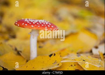 Amanita muscaria, Fly agaric mushroom growing amongst fallen golden leaves in a woodland. Stock Photo