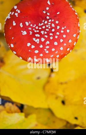 Amanita muscaria, Fly agaric mushroom growing amongst fallen golden leaves in a woodland. Stock Photo