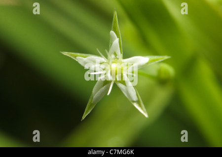 Thyme Leaved Sandwort (Arenaria serpyllifolia) Stock Photo